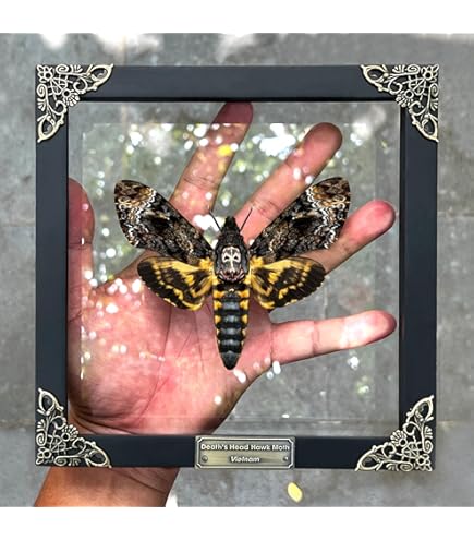 Amazon.co.jp: 本物のフレーム入り蛾 蝶 死んだ昆虫 乾燥した虫 恋人